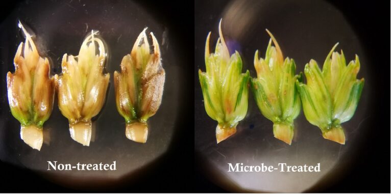 Microbes for pesticide-free wheat with a smaller footprint