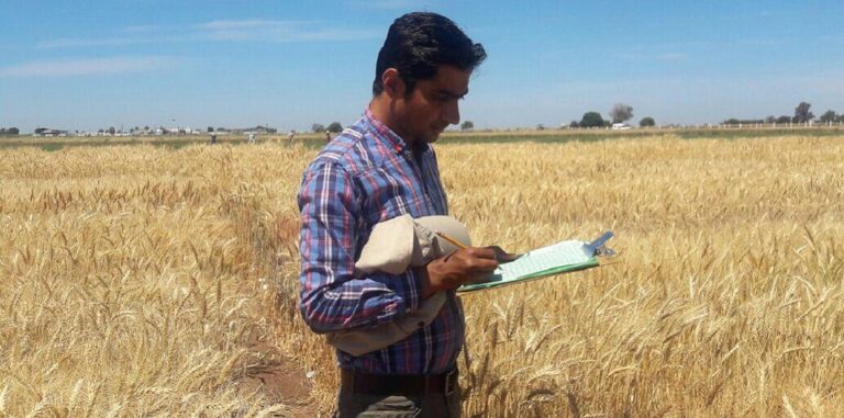 On the road towards the perfectly climate adapted wheat