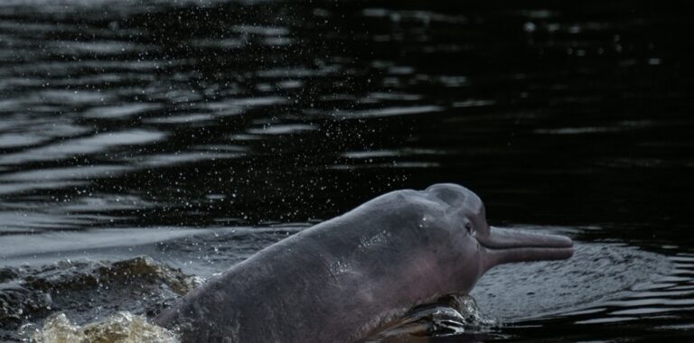 When the Amazon is on fire, one of the many species affected is the Pink River Dolphin